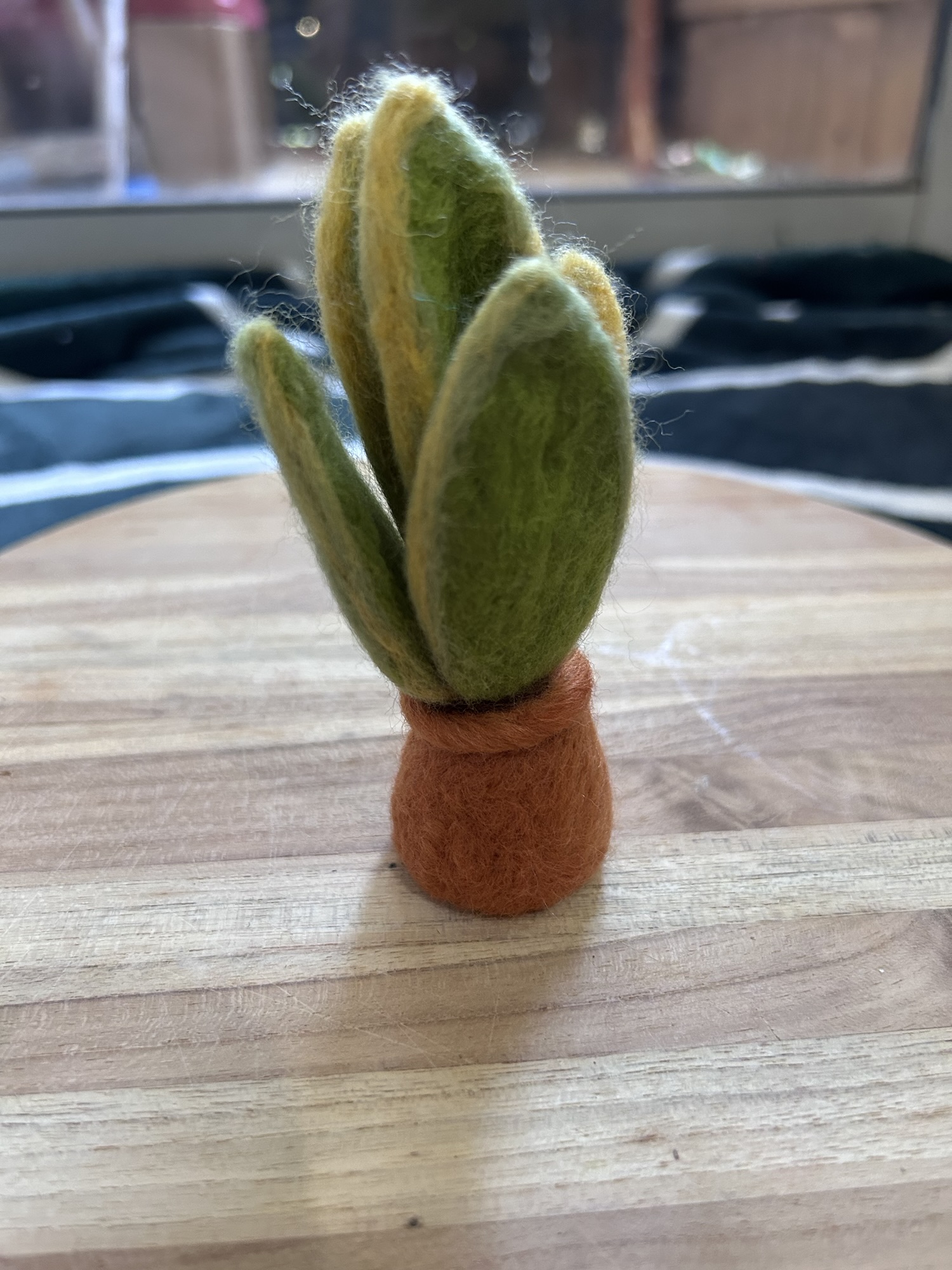 Mini Snake Plant