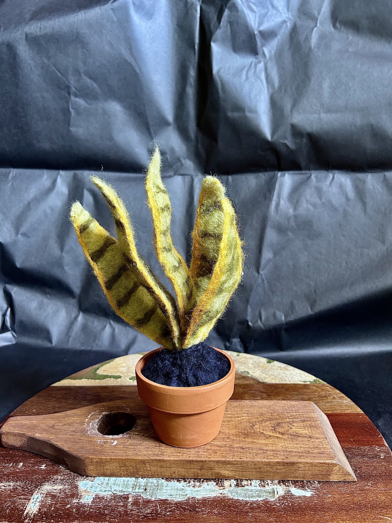 Large Snake Plant